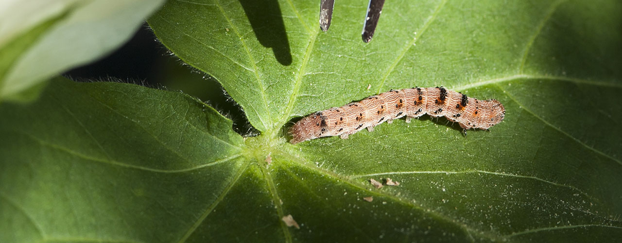 Caterpillar on leaf for the sustainability theme at Amsterdam Science Park